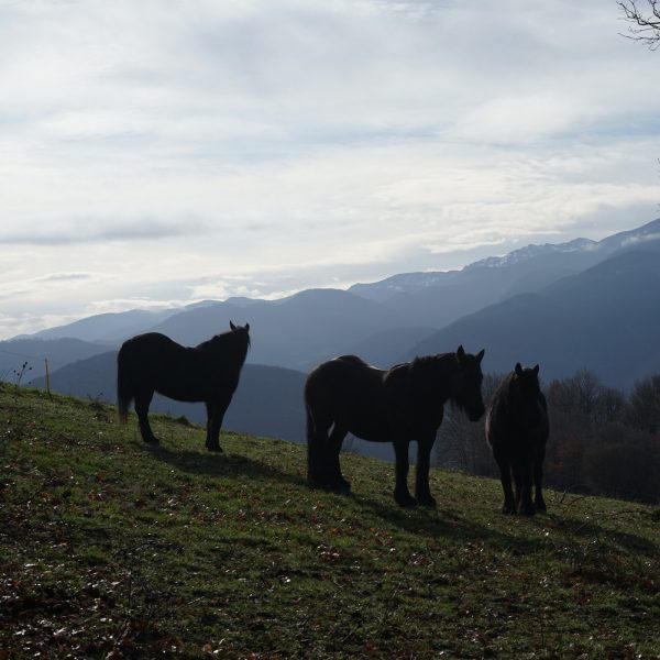 Nocturnes auprès des chevaux de Mérens dans les Pyrénées